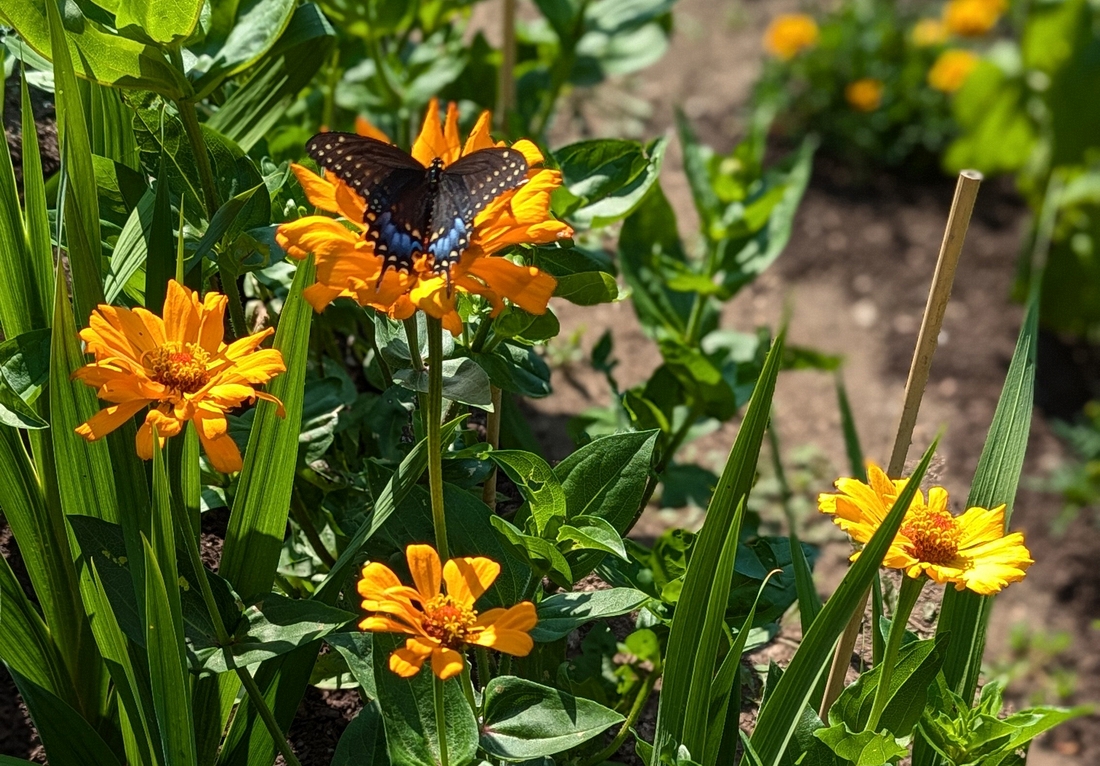 2024-07-22 251 Sharon & Butch McCorison; Garden Day, Islesboro ME.jpg